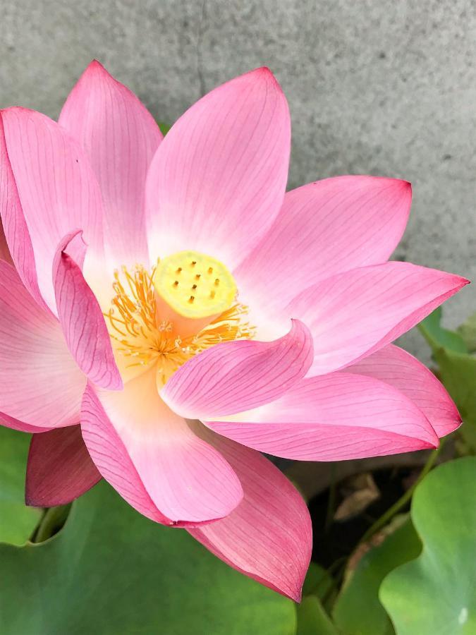 Guesthouse Nishihara อาตามิ ภายนอก รูปภาพ